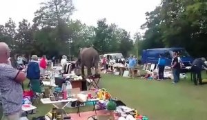 Un éléphant perdu dans une brocante (Pays-Bas)