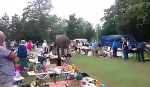 Un éléphant se promène entre les stands d'une brocante aux Pays-Bas