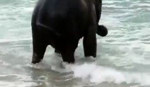 Lorsque ce bébé éléphant voit l'océan, sa réaction est géniale