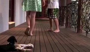 Un petit chien défend sa maitresse contre une fausse agression