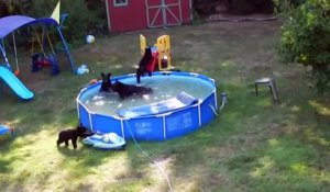 Une famille d'ours s'éclate dans leur piscine