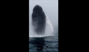 Saut impressionnant d'une baleine face à des touristes émerveillés