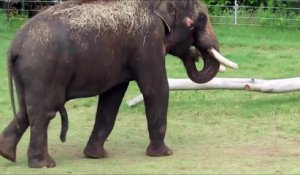 Cet éléphant utilise son penis pour se gratter le ventre