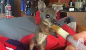Un bébé wallaby orphelin boit à la seringue