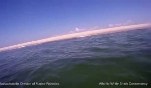 Grand requin blanc vs Phoque