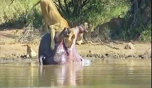 Un hippopotame pète sur une lionne