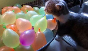 Un chaton trop mignon éclate des bombes à eau... Adorable