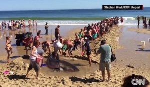 Solidarité sur une plage pour sauver un requin échoué