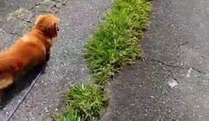 Réaction d'un chien quand son maître fait une chute