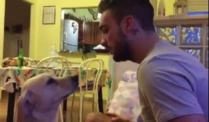 Un chien demande pardon