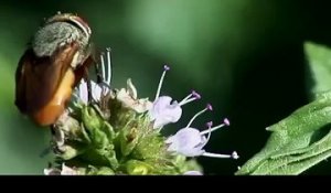 Une mante religieuse dévore la tête d'une mouche vivante... FLippant