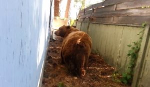 Sauvetage d'un ours brun coincé sous une maison