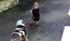 Un bébé de 11 mois essaie de promener un bulldog de 35kg... Pas gagné