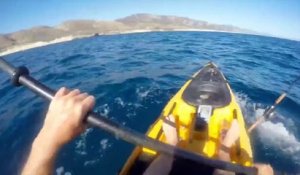 En kayak, il filme son duel avec un requin-marteau