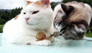 2 chats s'amusent avec un escargot... Trop mignon!