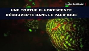 Une tortue fluorescente découverte dans le Pacifique