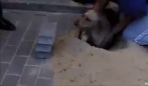 Il sauve un chien enterré vivant sous des pavés