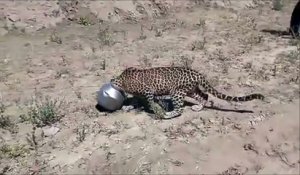 Ce léopard a la tête coincée dans un pot... Le pauvre!
