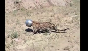 Un léopard se coince la tête dans un pot en métal