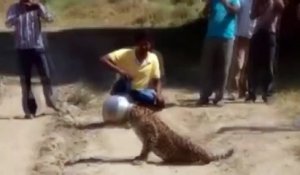 En Inde, un léopard assoiffé se coince la tête dans une marmite