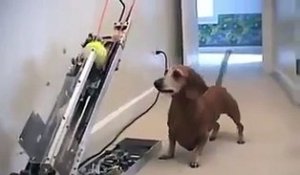 Ce chien n'a plus besoin de son maitre pour jouer à la balle