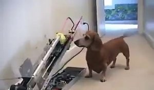 Invention géniale d'un ingénieur lassé de lancer la balle à son chien