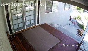 Un Chat Qui Fait Peur A Un Ours Sur Orange Videos