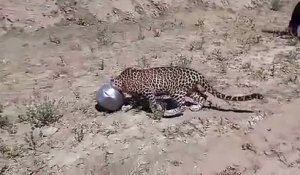 Assoiffé, ce léopard se coince la tête dans un pot