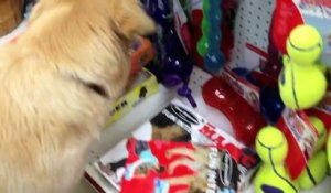 Maltraité durant toute sa vie, ce chien choisit son premier jouet à vie...