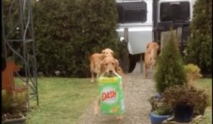 Deux chiens aident à décharger les courses