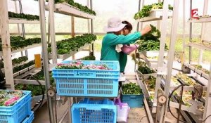 Agriculture : à la découverte des fermes urbaines de Singapour