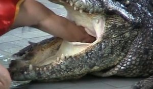 Cet homme réussit à mettre sa main dans l'estomac d'un crocodile vivant