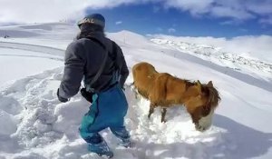 Ce cheval était coincé dans la neige sur une montagne