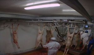 Abattoir d'Alès: l'interprofession des viandes condamne des "pratiques inacceptables"