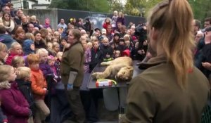 La dissection d'un lion en public dans un zoo danois provoque une polémique