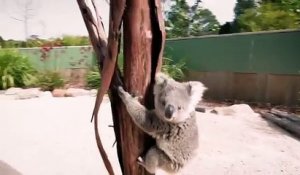 Un bébé koala grimpe sur un caméraman