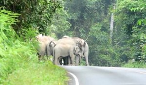 Un motard se fait encercler par un troupeau d'éléphants