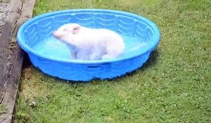Ce cochon prend du plaisir dans sa piscine comme un petit barjo