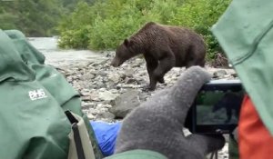 Chargés par un énorme grizzly, des touristes ne bougent pas !