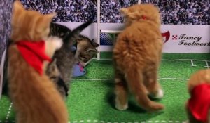 Rugby : des chatons rejouent le match France - Nouvelle-Zélande !