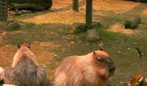 Un petit Singe embête un Capybara inoffensif dans un Zoo Japonais