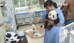 Chine : elles s’occupent tous les jours de bébés pandas