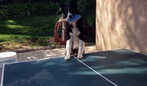 Un chien joue au ping-pong