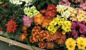 Chrysanthème : Les horticulteurs s'activent en Vendée
