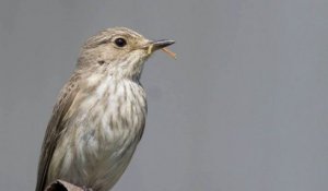 Le dérèglement climatique et la migration des oiseaux : l’exemple du gobe mouche