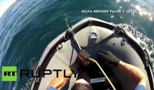 USA : des secouristes libèrent une baleine à bosse piégée dans un filet de pêche