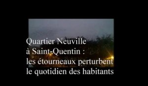 Quartier Neuville  à Saint-Quentin :  les étourneaux perturbent  le quotidien des habitants