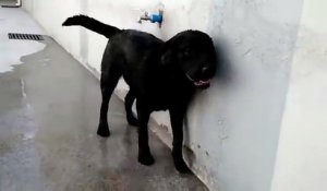 Ce chien ouvre le robinet tout seul pour se rafraîchir! Intelligent le toutou