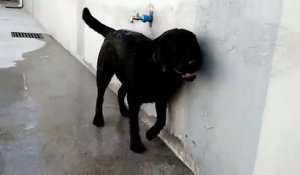 Un chien utilise un robinet pour se rafraichir