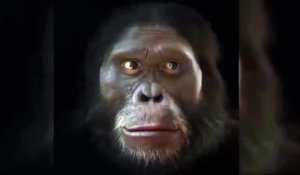 L'évolution du visage humain en 6 millions d'années